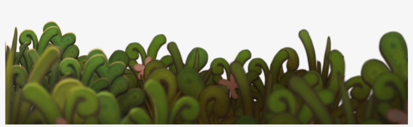 Bodie Swish 02 Oct 2018 - Hardy Kiwi, transparent png download