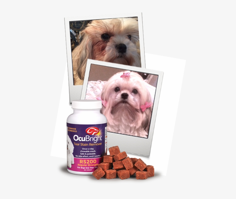 Tear Stain Page Image - Companion Dog, transparent png download