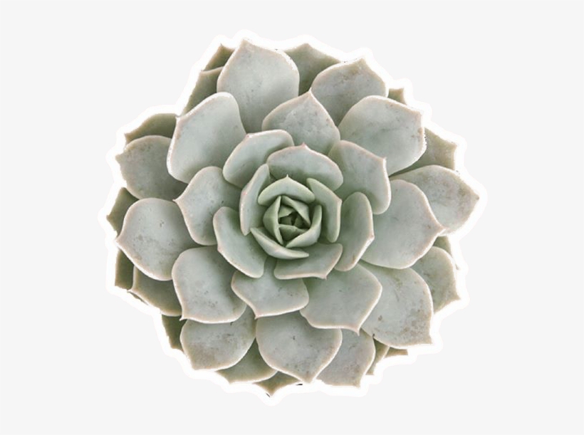 Succulents Garden, Succulent Plants, All Plants, Indoor - Transparent Background Succulent Png, transparent png download