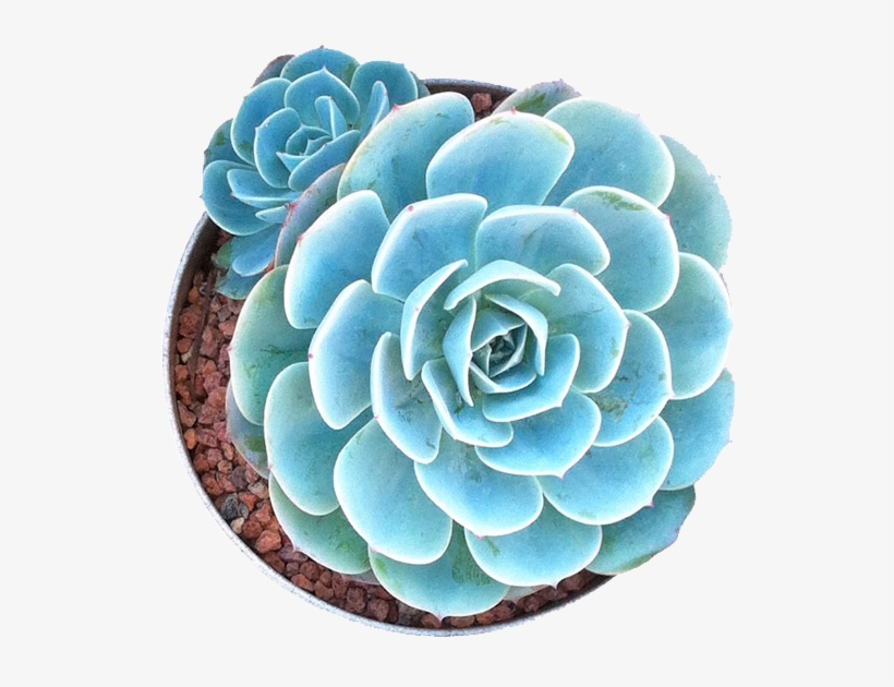 Succulents In Png🌱✂️ - Succulents Png, transparent png download