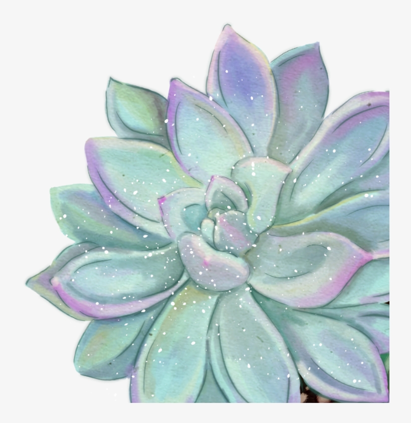 Succulent - White Mexican Rose, transparent png download