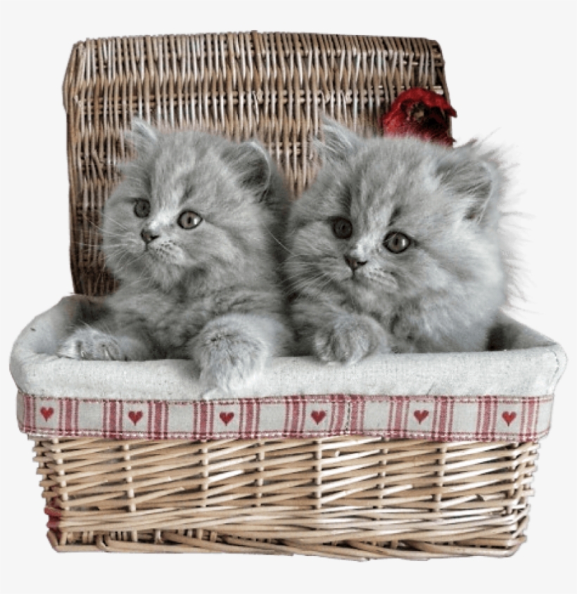 Small Kittens In Basket Png Picture - Cats In A Basket Transparent, transparent png download