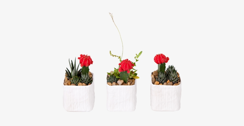 Cactus, transparent png download