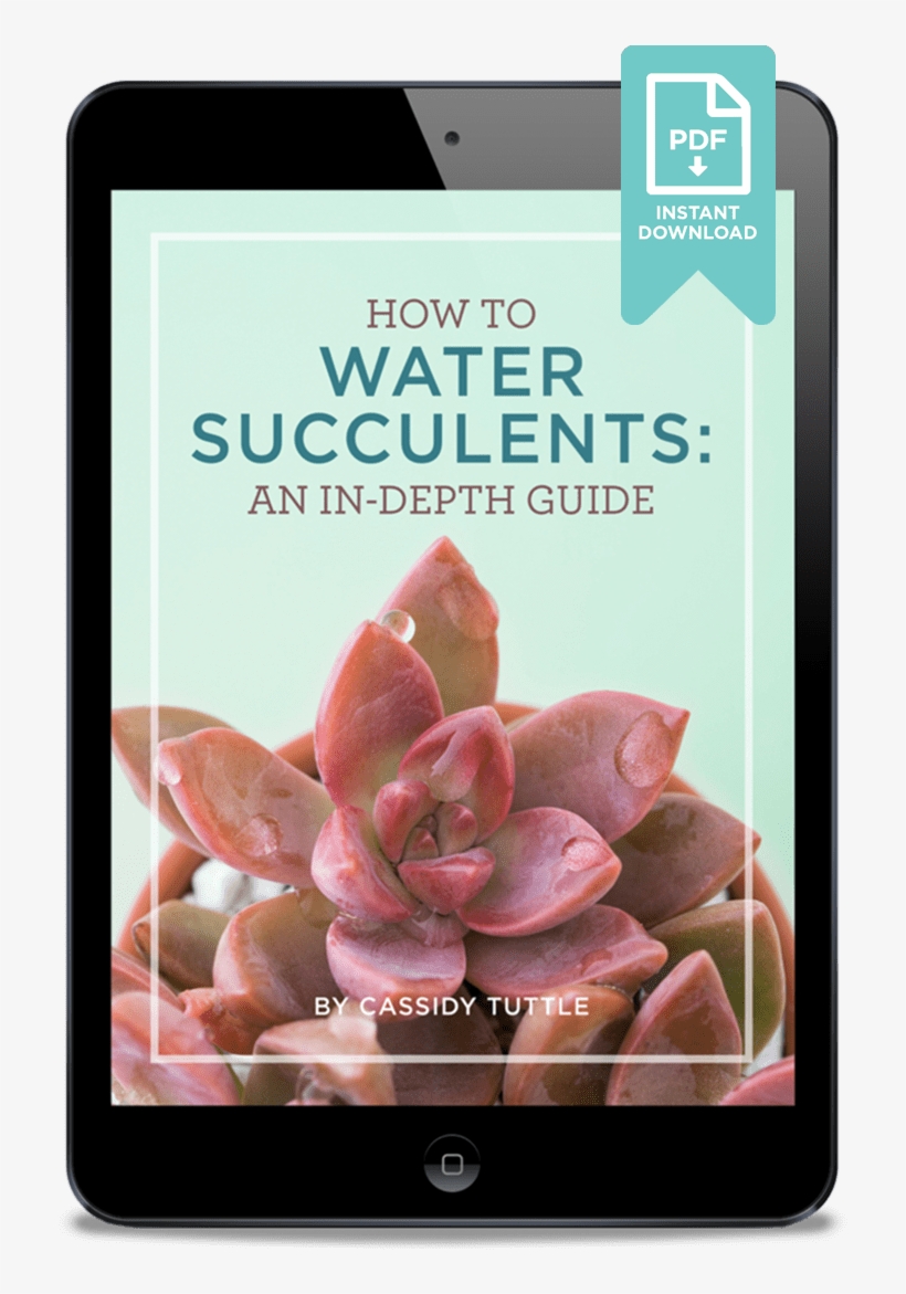 Ebook Mock Up With Title How To Water Succulents - Succulent Plant, transparent png download