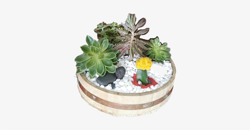 Cactus, transparent png download