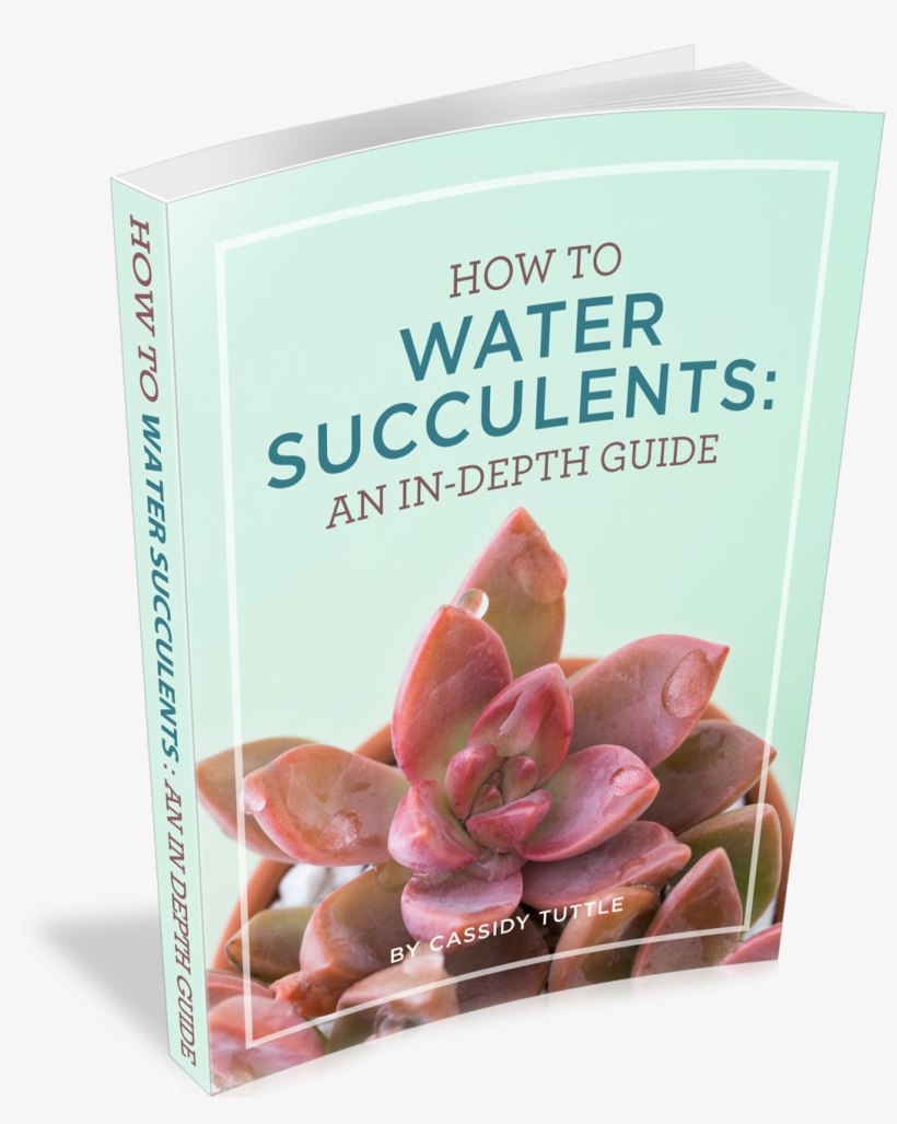 How To Water Succulents - Water Succulents: An In-depth Guide, transparent png download