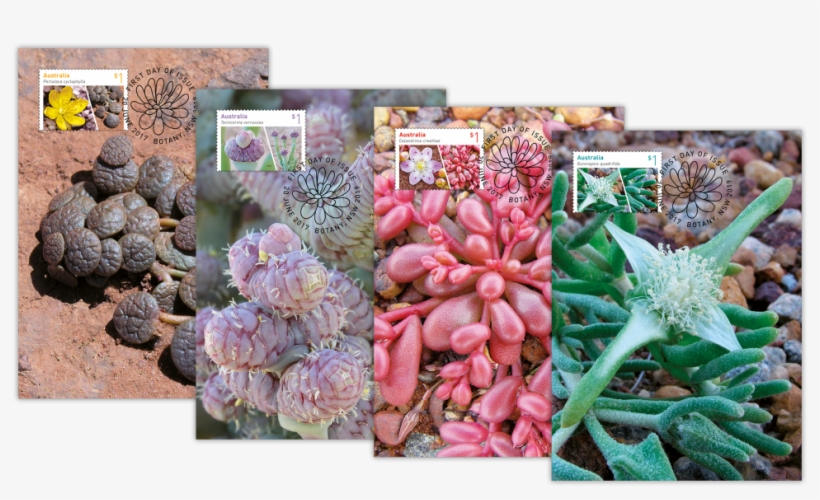 Australian Succulents Maxicard Set - Succulent Plant, transparent png download