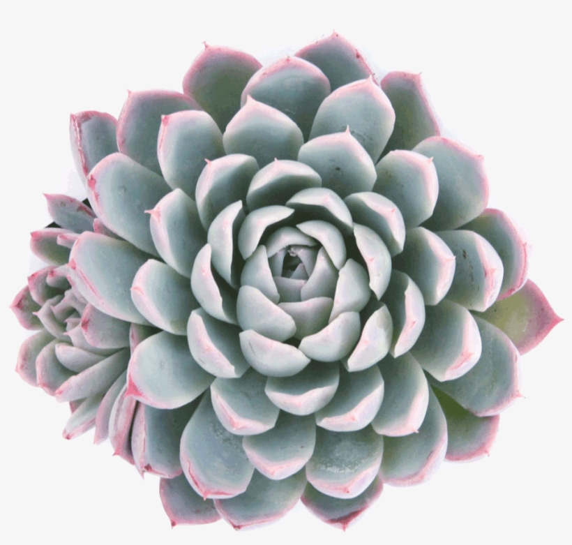 Echeveria 'violet Queen' Succulents - Echeveria Elegans Png, transparent png download
