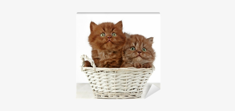 Kittens Transparent Long Hair Library Png Image Transparent