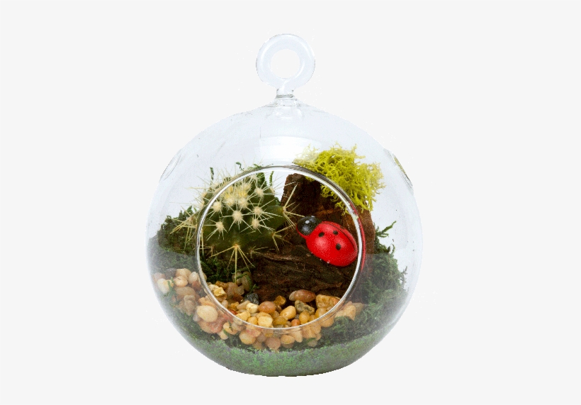 4" Glass Globe Succulent Plant Terrarium Terrarium Home Depot PNG