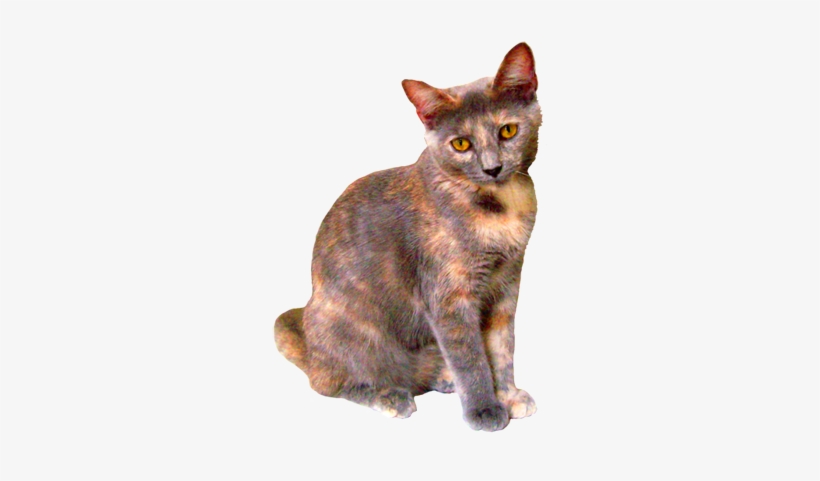 Tortoise Colored Kitten - Cats & Kittens Png, transparent png download
