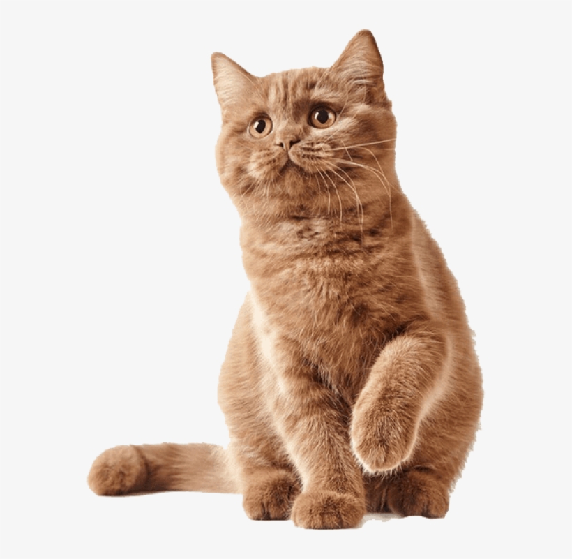 Free Png Cute Kittens Png Images Transparent - Pets Empire Pet Dog Cat Feeding Mat, transparent png download