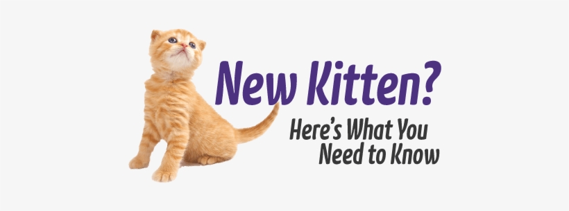 New Kitten - Cat Yawns, transparent png download