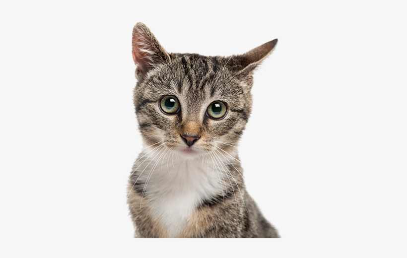 Cute Kitten - Kot Na Zdrowie, transparent png download