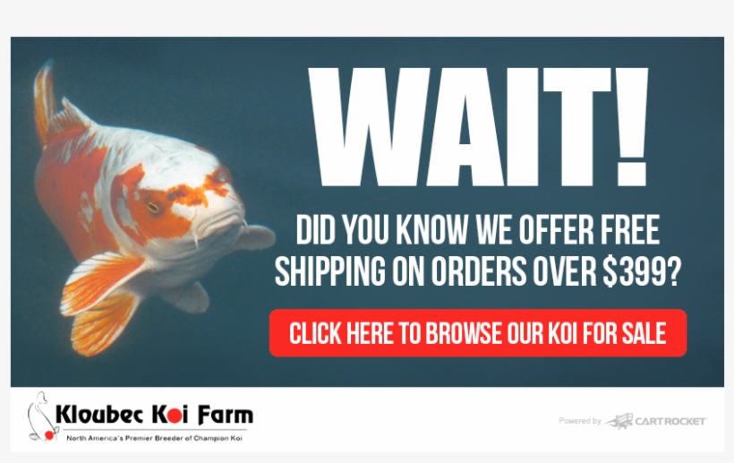 Categories - Koi Pond Design, transparent png download