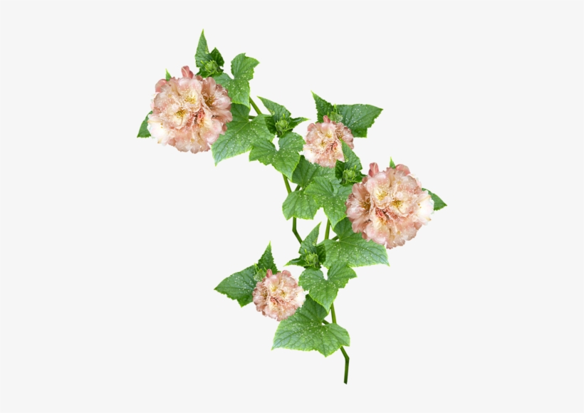 Mrd Toe Tally Faerie Flower Vine - Hollyhocks, transparent png download