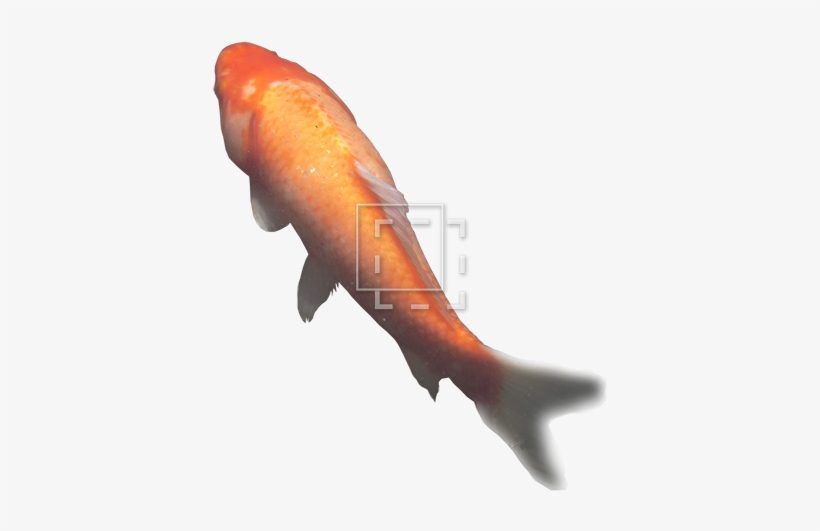 Lemur - Koi, transparent png download