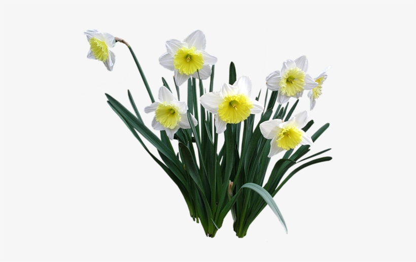 Flores Encontradoas En La Web - Нарциссы Пнг, transparent png download