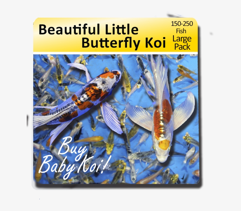 Beautiful Baby Butterfly Koi Large Pack Free Shipping - Koi, transparent png download