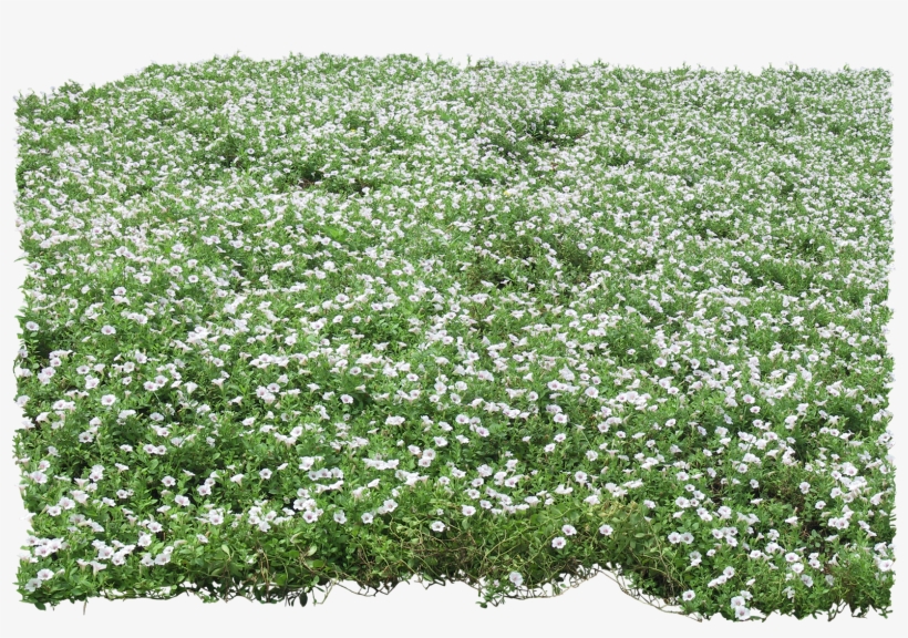 Thư Viện Cây Hoa Photoshop - Ground Cover Psd, transparent png download