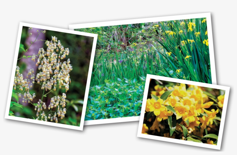 Plants Are Sourced From Local Growers And Proceeds - Tulip, transparent png download