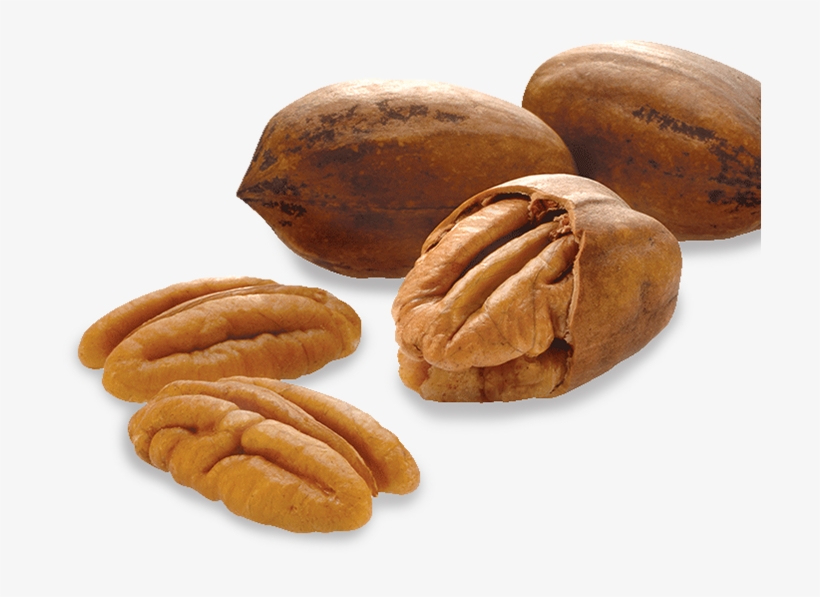 Nut Experts - Pecan Png, transparent png download