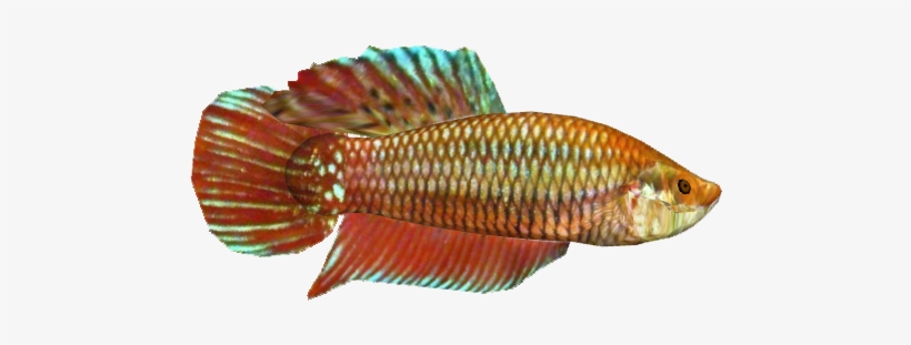 Betta F - Wrasses, transparent png download