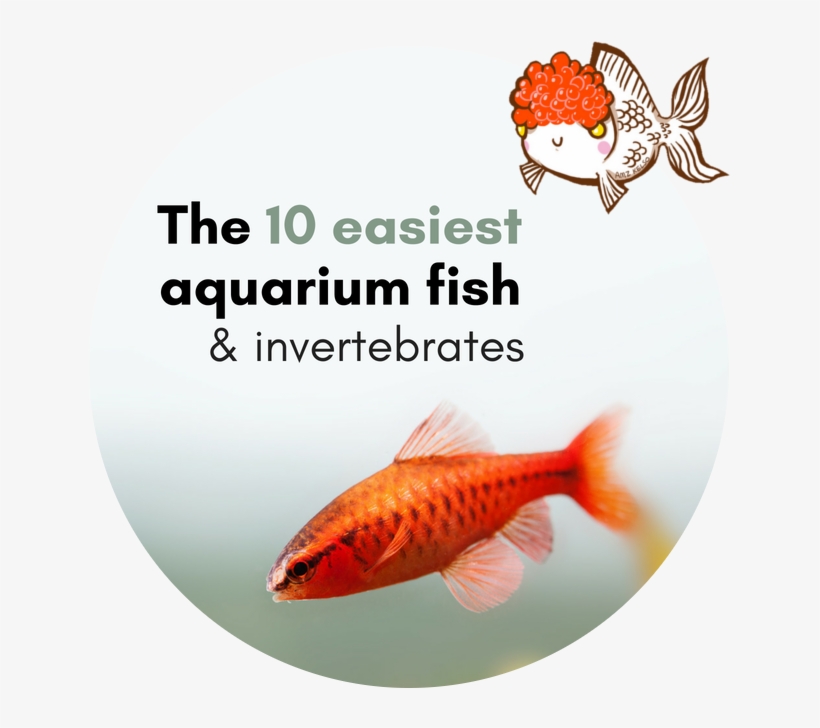 Top 10 Mistakes When Setting Up A Fish Tank Aquariadise Feeder