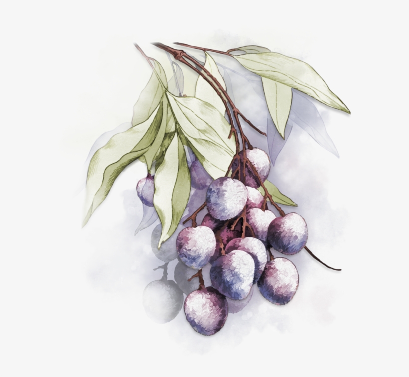 Fruits,tubes - Beach Plum, transparent png download