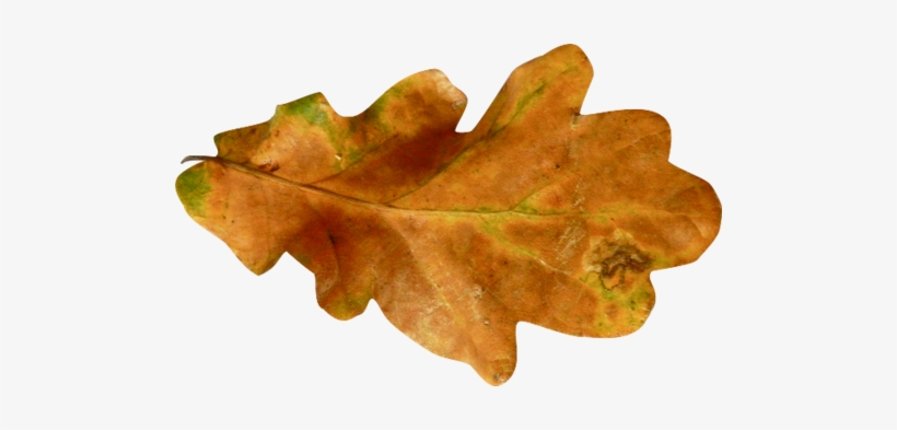 Autumn Leaves Png Picture - Transparent Png Brown Leaves, transparent png download