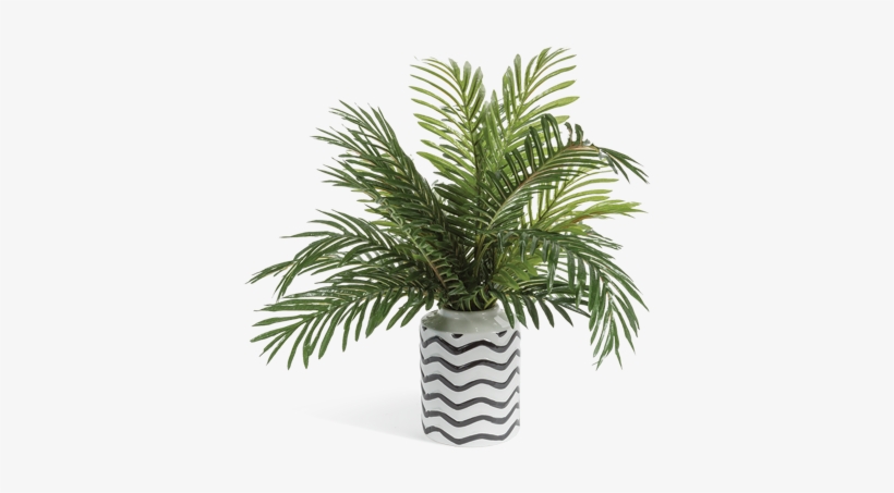 Palm Trees, transparent png download