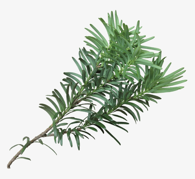 My Christmas Letter Must Sometimes Sound A Bit Like - Western Yew, transparent png download