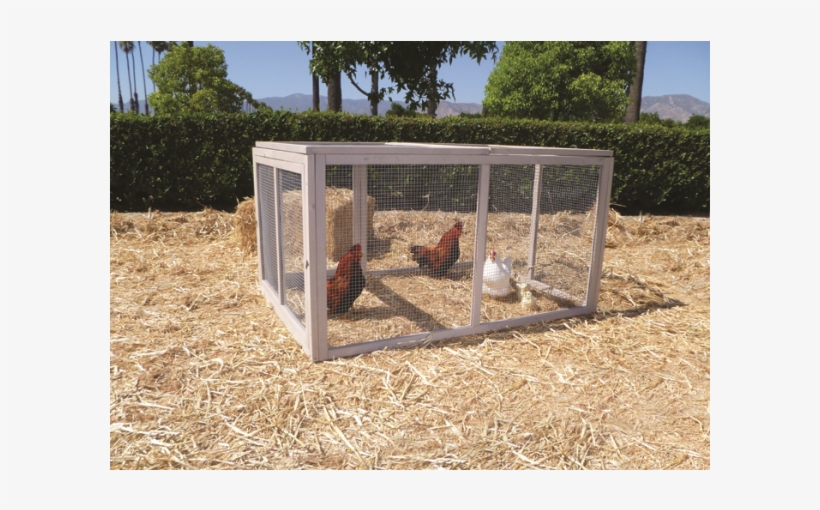Creates A Safe And Secure Environment For Chickens Petmate