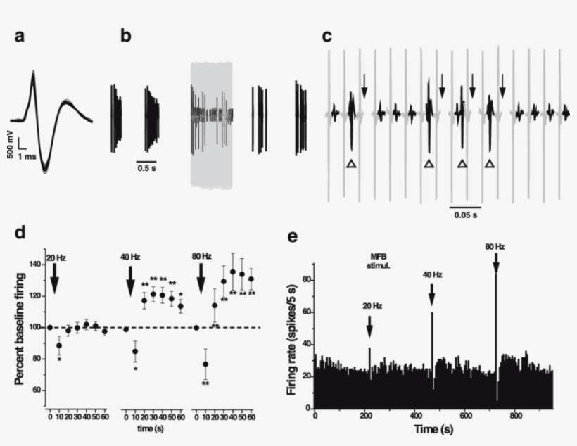 Stimulation Of The Mfb Induces Antidromic Action Potentials - Diagram, transparent png download