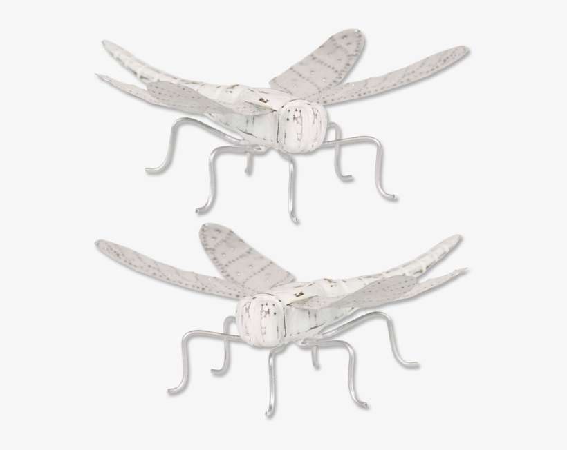 White Dragonfly - Dragonfly, transparent png download