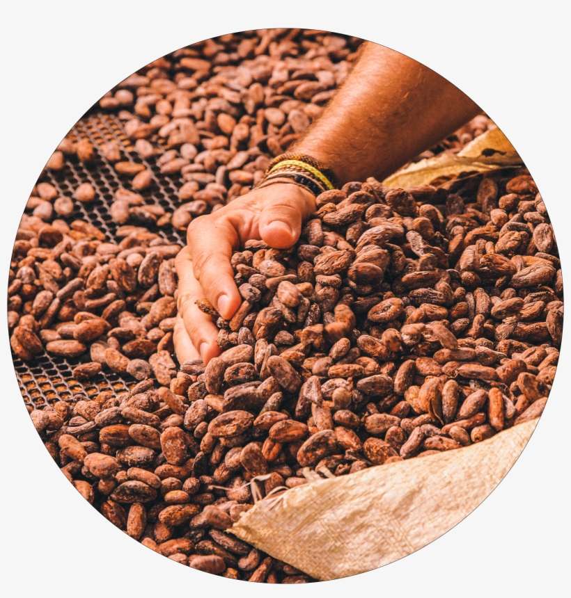 We Strive To Pick Each Cacao Pod At Its Optimal Ripeness, - Pulse, transparent png download