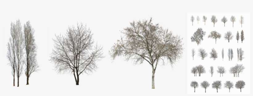 The Founders Of Cutout-trees Are Experienced Landscape - Oak, transparent png download