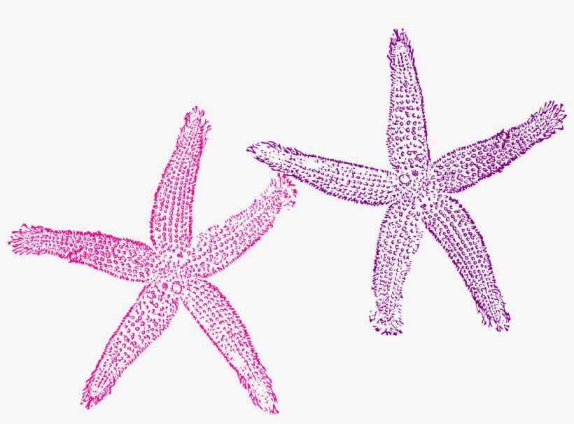 Fish Clip Art, transparent png download