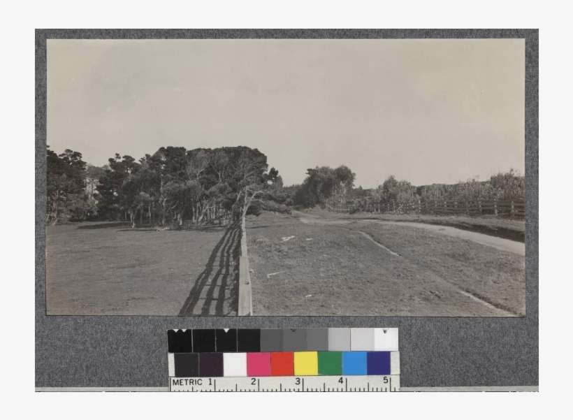 Influence Of Ocean Winds On Eucalyptus At Fort Bragg, - Street, transparent png download