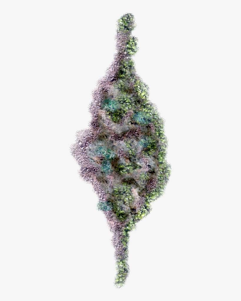 06 Feb 2009 - Christmas Tree, transparent png download