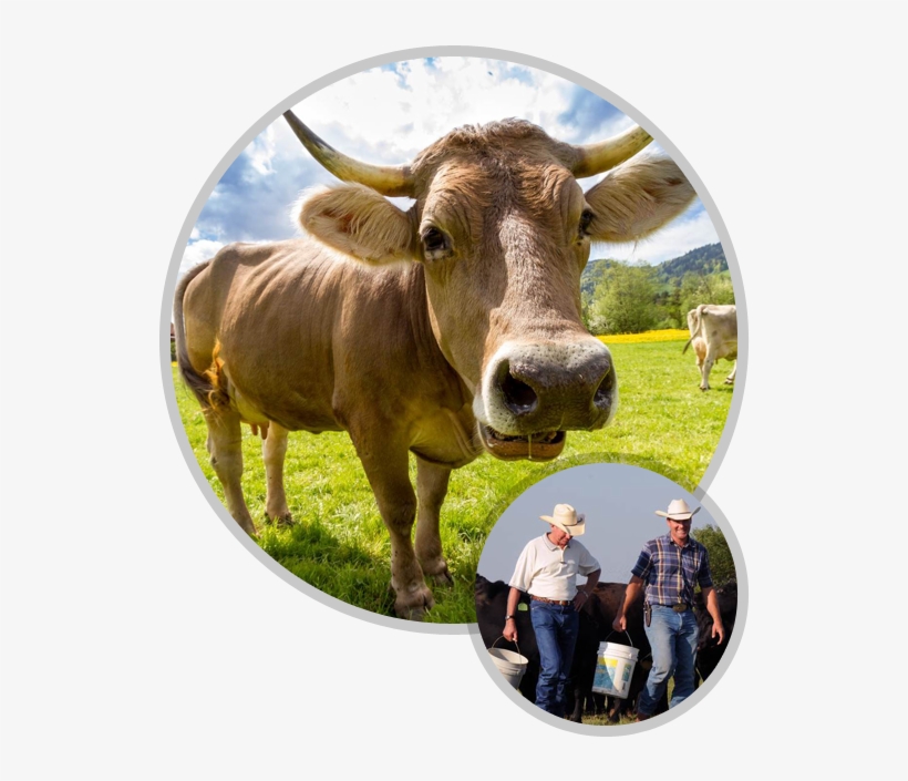 Eating Beef Provides Essential Nutrients To Your Body - Cow Eating Feeds Png, transparent png download