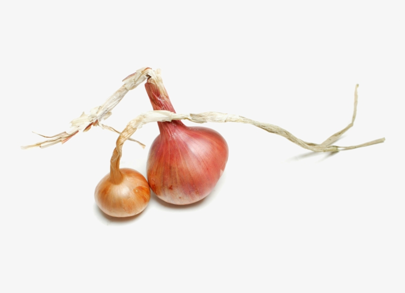 Contact Usfind Out More - Still Life Photography, transparent png download