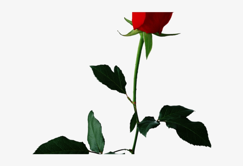 White Rose Clipart Valentine Single Rose - Rose Flower Transparent Background, transparent png download