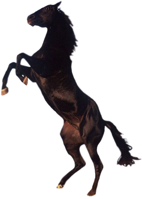 Download Amazing High-quality Latest Png Images Transparent - Horse On Its Back Legs (508x700), Png Download