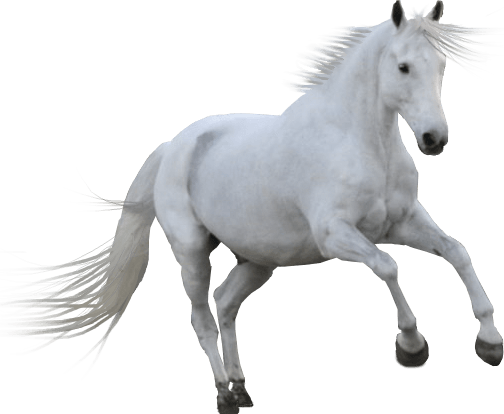 White Horse White Horse Png Full Size Png Download Seekpng