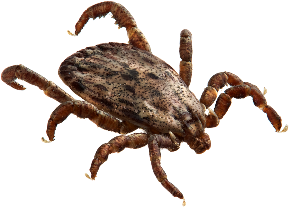 Download Amazing High-quality Latest Png Images Transparent - Rickettsia Rickettsii (1024x723), Png Download