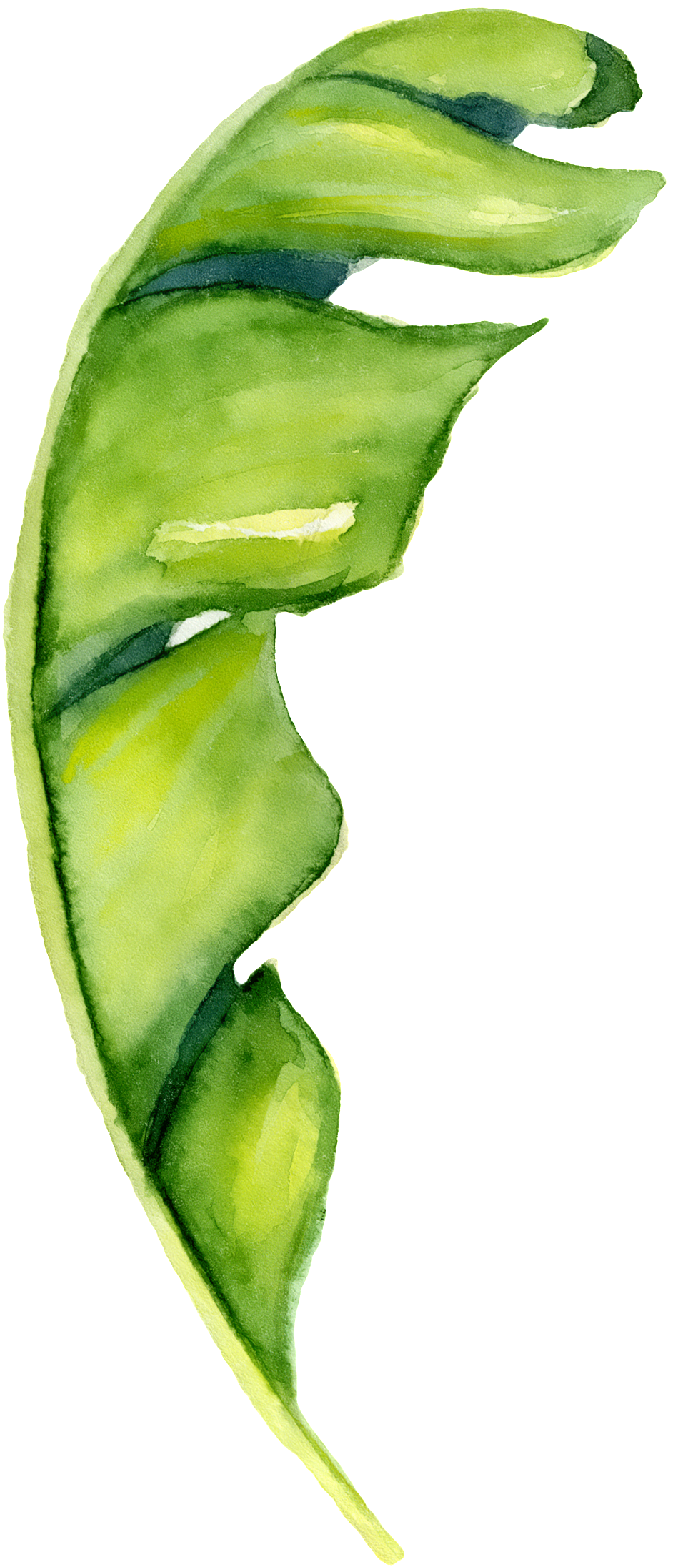 Hand Painted A Piece Of Banana Leaf Png Transparent - Banana Leaf Sign (1024x2270), Png Download