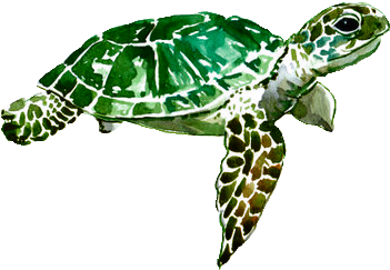 Art Green Watercolor Turtle Transparent - Water Color Turtles (500x370), Png Download