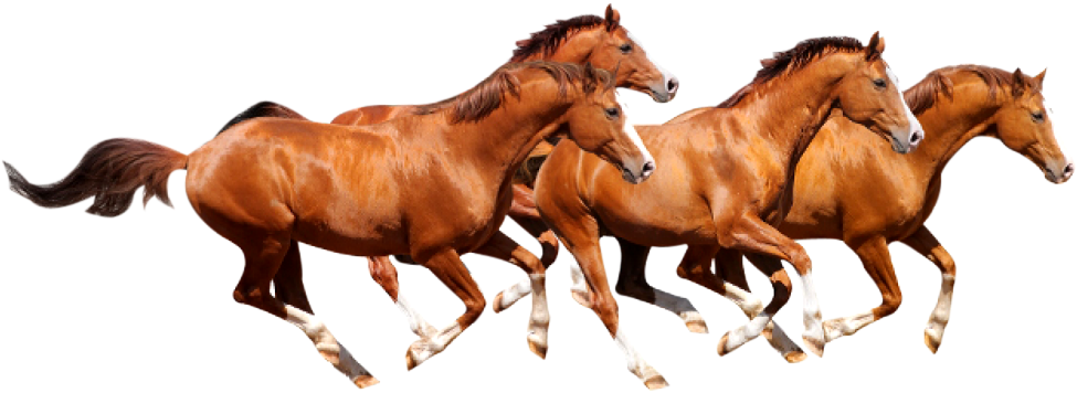 Four Horse Png Runing Png Four Horses Png Full Size Png Download Seekpng