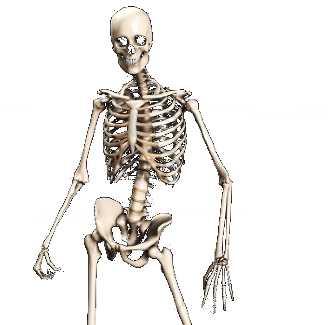Free Icons Png - Skeleton Transparent (1176x1200), Png Download